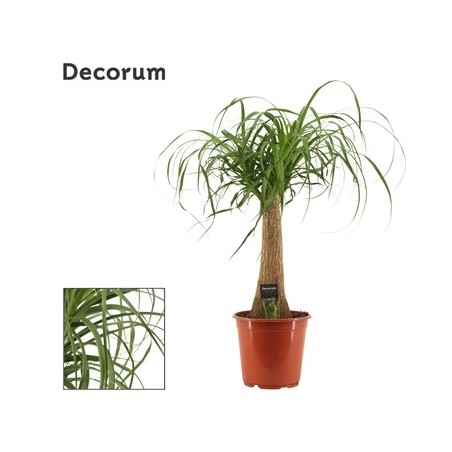 BEAUCARNEA ALTO TRONCO 60CM Y MACETA 25CM