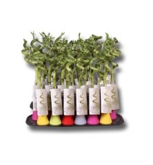 BAMBU SUERTE ESPIRAL JARRON 30 CM