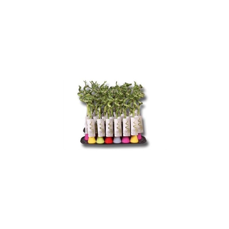 BAMBU SUERTE ESPIRAL JARRON 30 CM