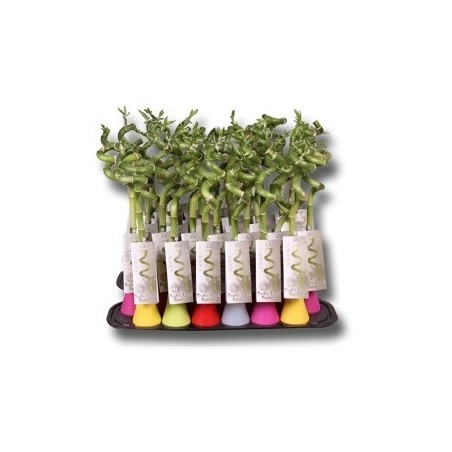 BAMBU SUERTE ESPIRAL JARRON 30 CM