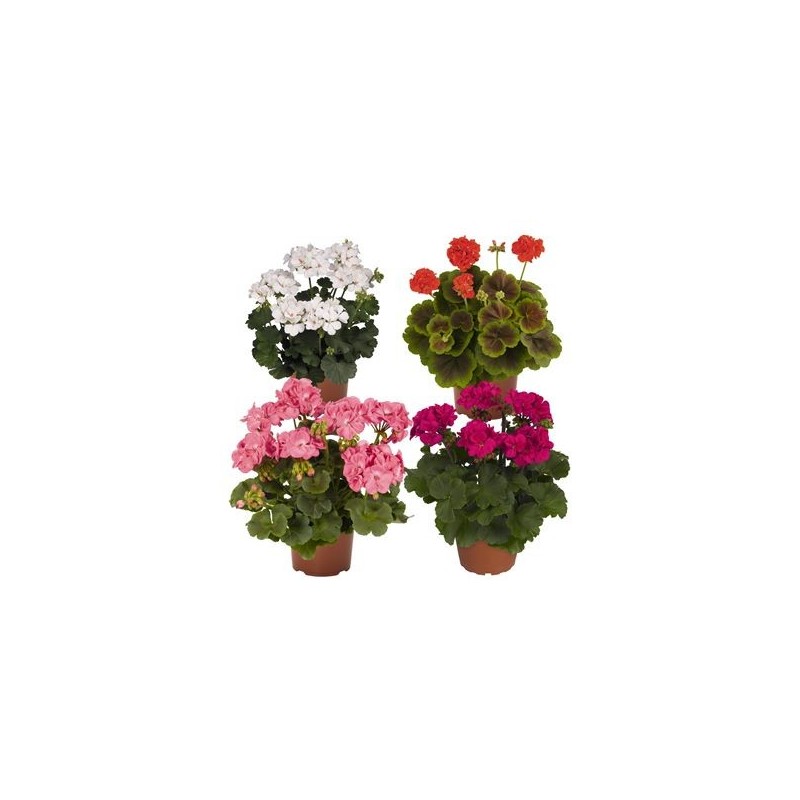 GERANIO MACETA 14CM COLORES VARIADOS