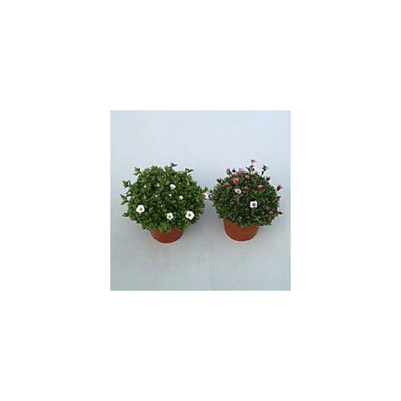 SAXIFRAGA  ARENDSII M13