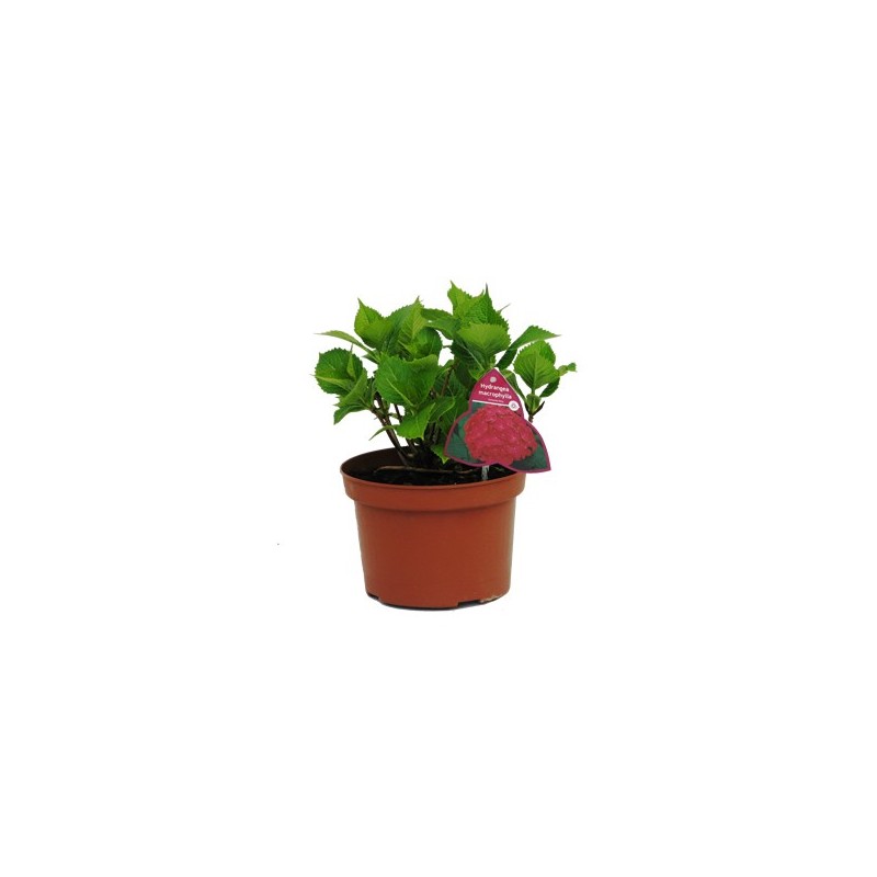HORTENSIA MACETA 3L MIX COLORES