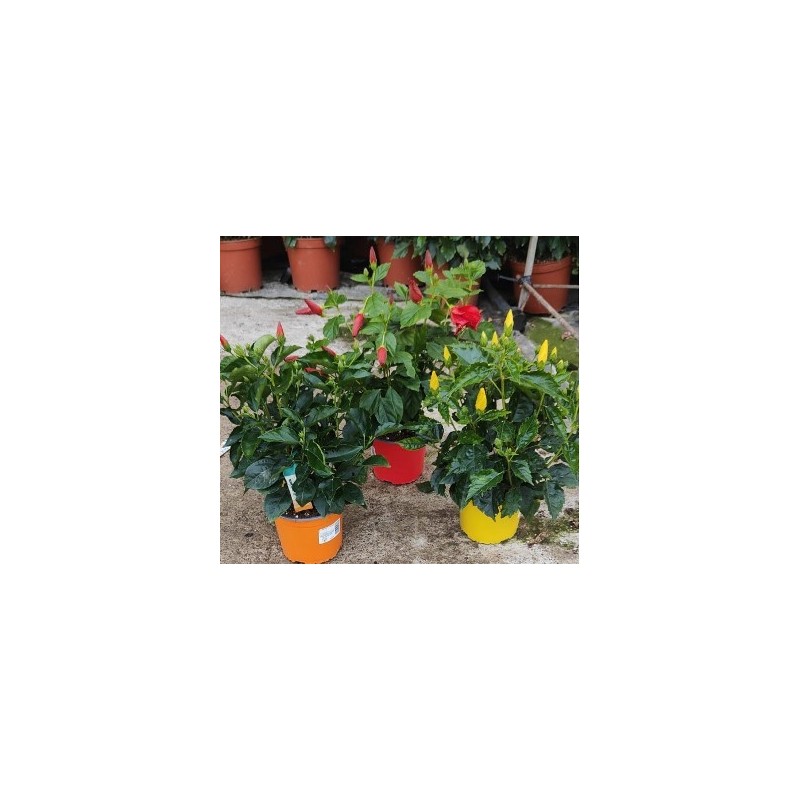 HIBISCUS COLECCION MACETA19CM COLORES VARIADOS