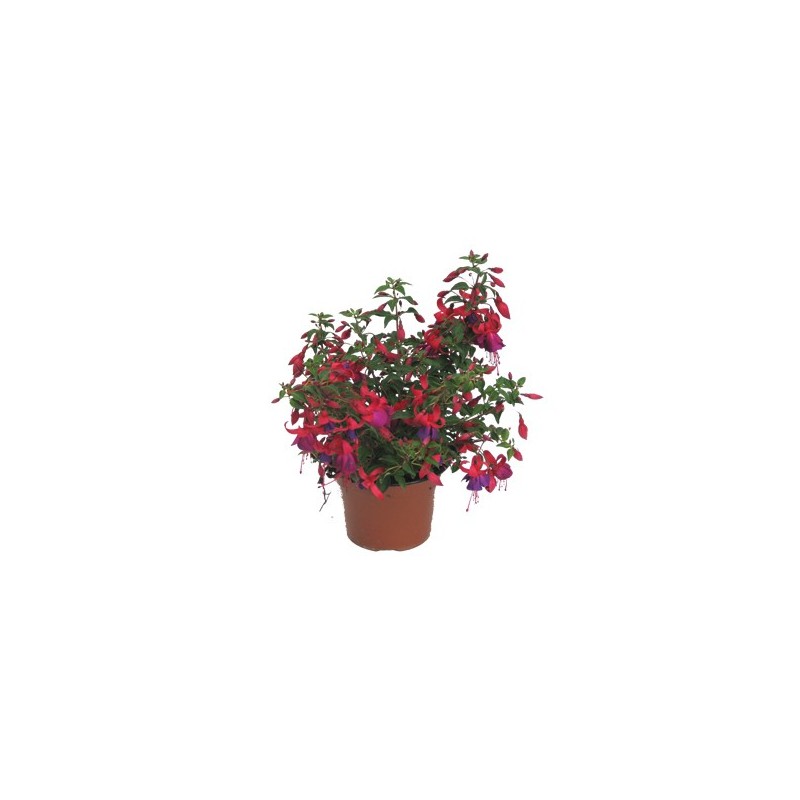 FUCHSIA (PENDIENTES DE LA REINA)M15