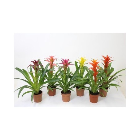 GUZMANIA MIX ALTO 20-25CM Y MACETA 9CM