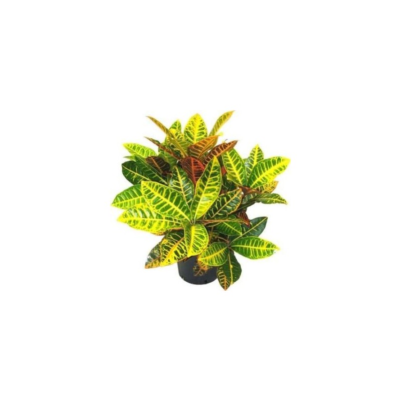 CROTON PETRA ALTO DE 40CM Y MACETA 17CM
