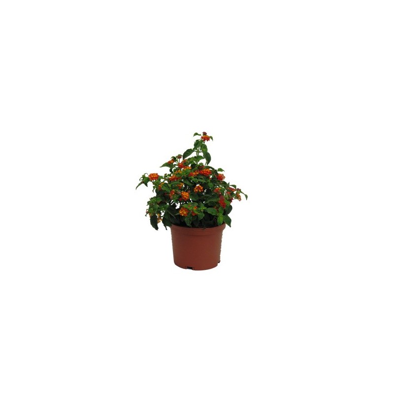 LANTANA MACETA 14CM