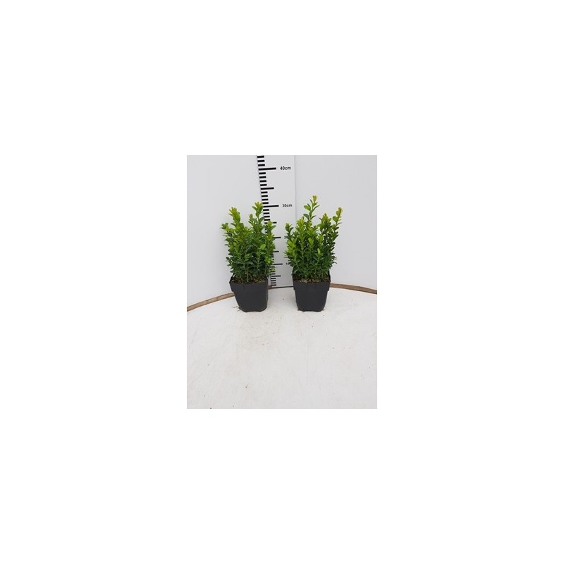 BOJ SEMPERVIRENS ALTO 30CM Y MACETA DE 13CM