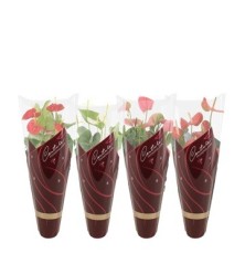 ANTHURIUM ANDR. MIX COLORES ALTO 30/35CM Y MACETA