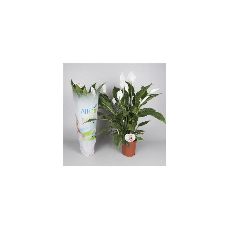 SPATIPHYLLUM BINGO AIR SO PURE ALTO 60CM Y M17CM