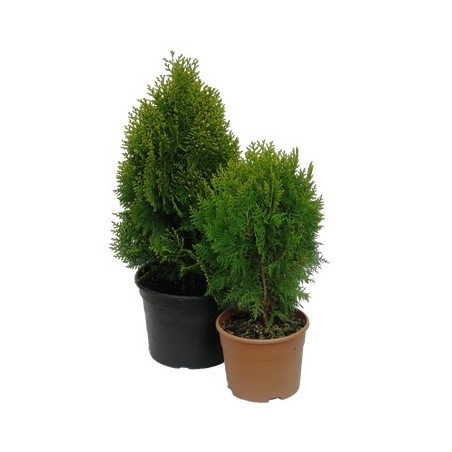 THUYA AUREA NANA C10L