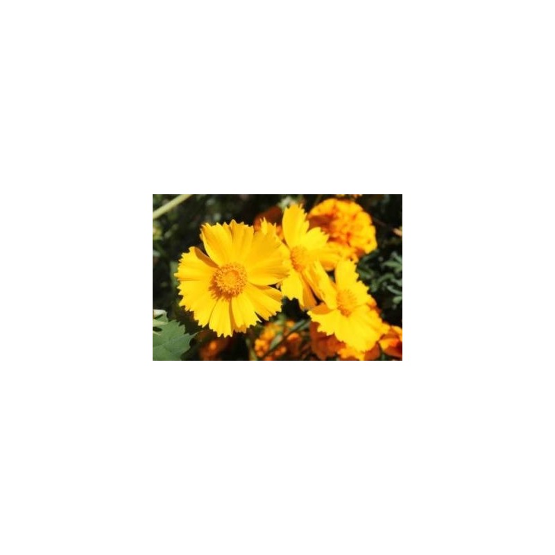 COREOPSIS GRANDIFLORA MACETA15CM