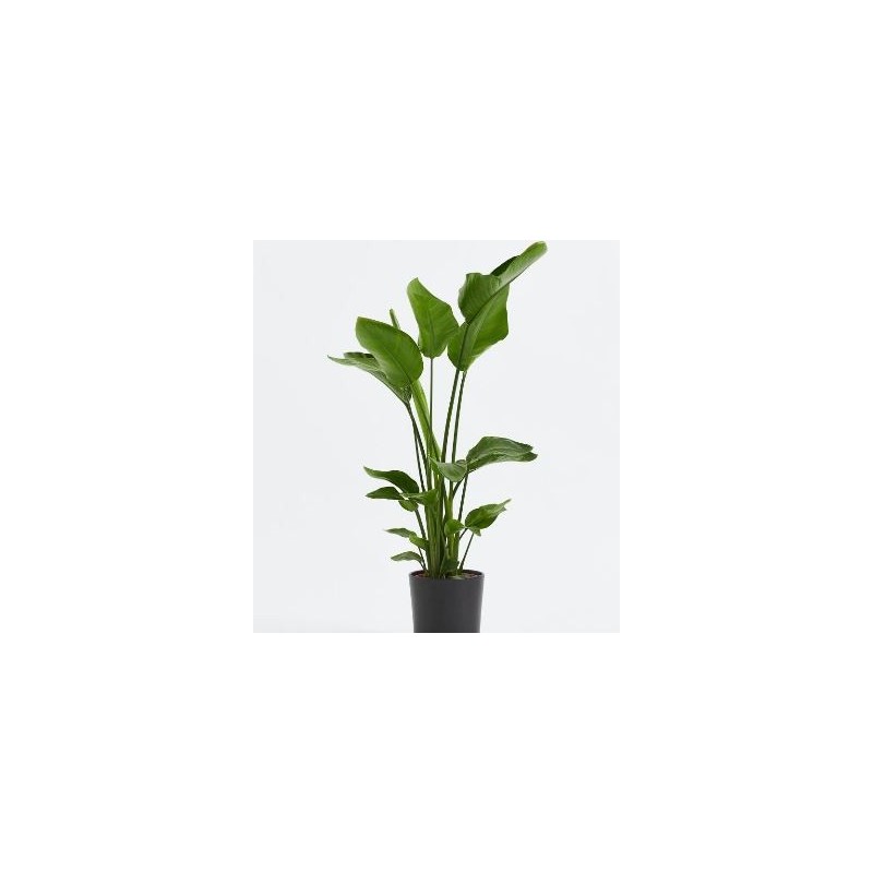 STRELITZIA AUGUSTA ALTO 60/80CM Y MACETA 20CM