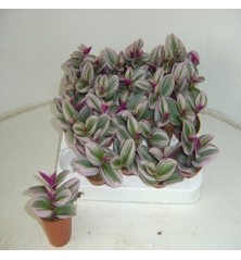 TRADESCANTIA  MINI ALBIFLORA NANOUK MACETA 5,5CM