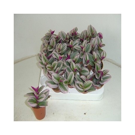 TRADESCANTIA  MINI ALBIFLORA NANOUK MACETA 5,5CM