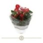 ANTHURIUM ANDR.CHAMPION RED  ALTO 25/30 Y M17CM