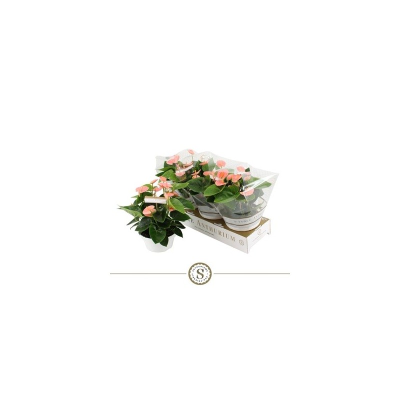ANTHURIUM ANDR.CHAMPION ROSA  ALTO 25/30 Y M17CM