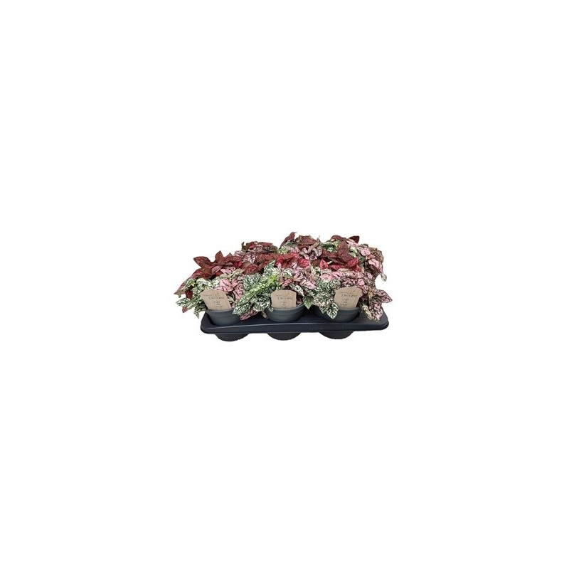 HYPOESTES CARNAVAL MIX MACETA 17CM