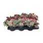 HYPOESTES CARNAVAL MIX MACETA 17CM